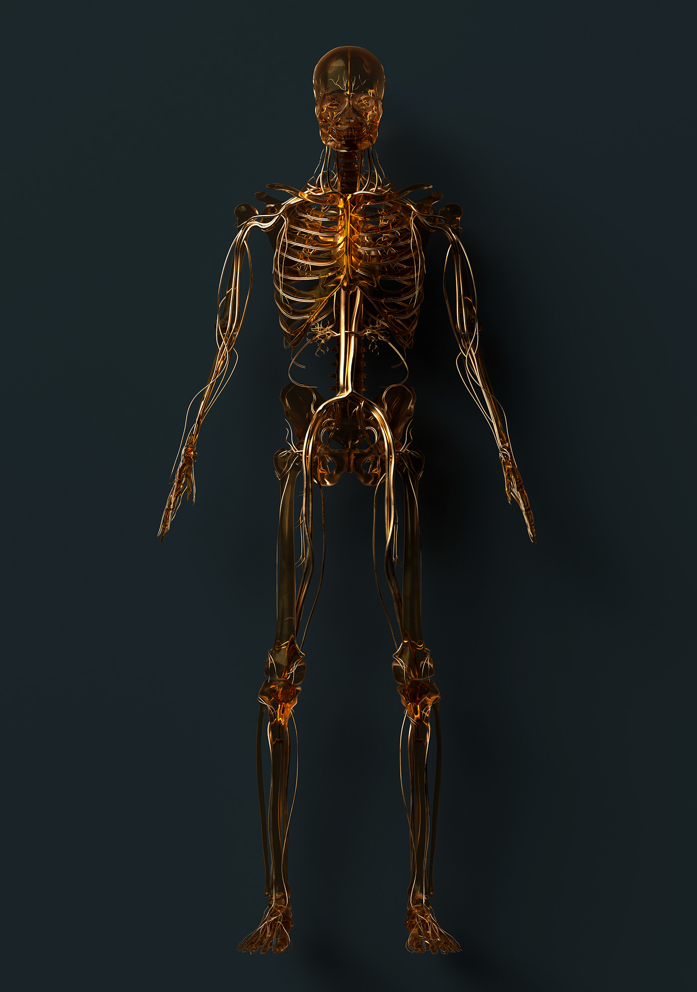 3D anatomy body cardiovascular lightwave 3d medical illustration Octane Render organs skeleton skull