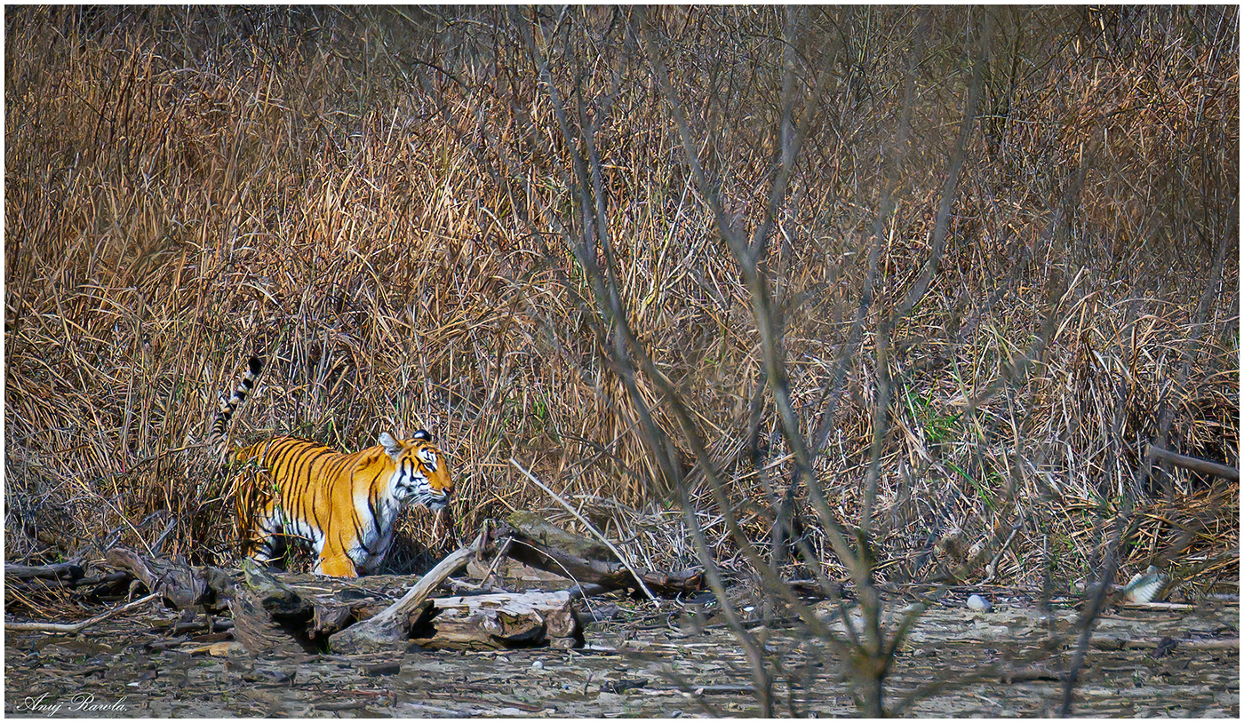 birds India jungle Landscape lightroom Nature Photography  safari tiger wildlife