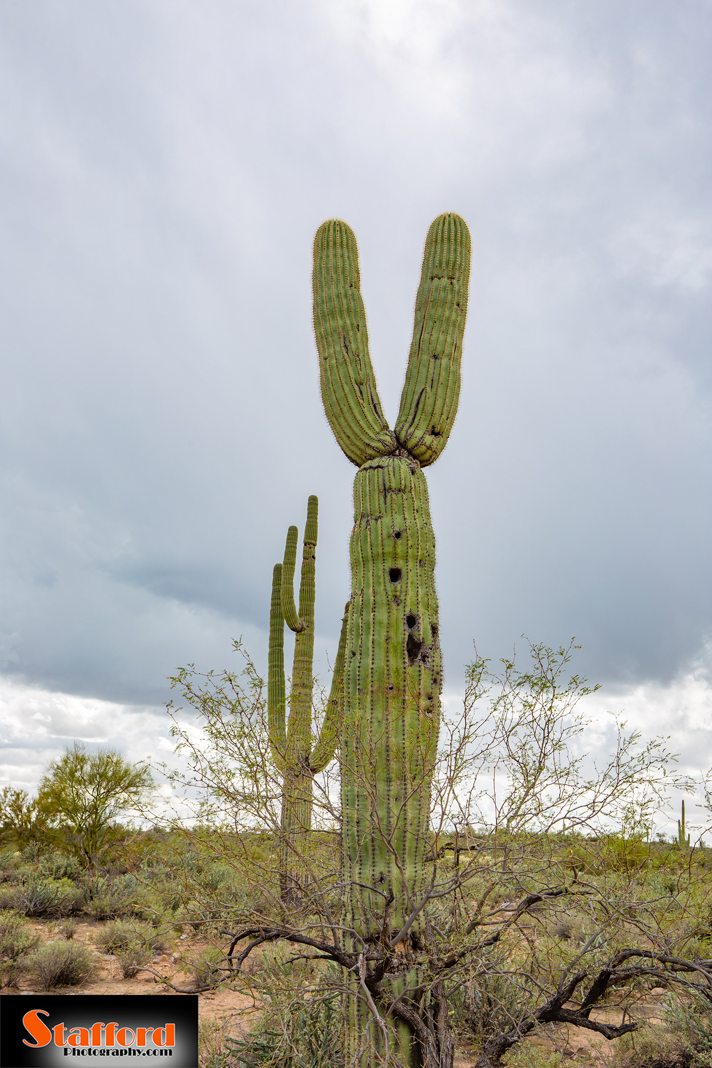4 wheeling 4WD cactus desert Offroad Photography 