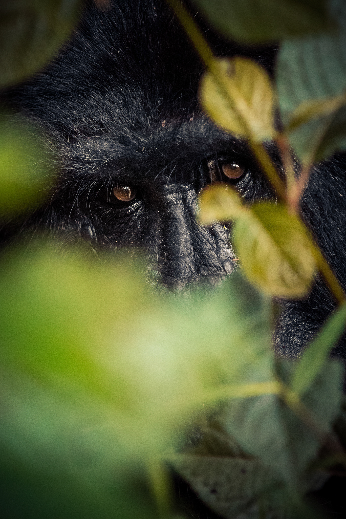 Photography  wildlife Canon africa lightroom gorilla tourism adventure Travel safari