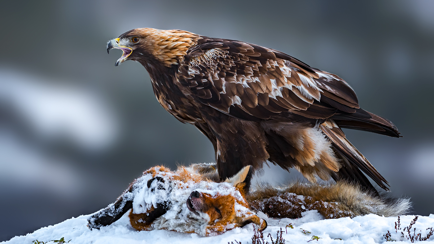 wildlife goldeneagle eagle birdsofprey birds Nature