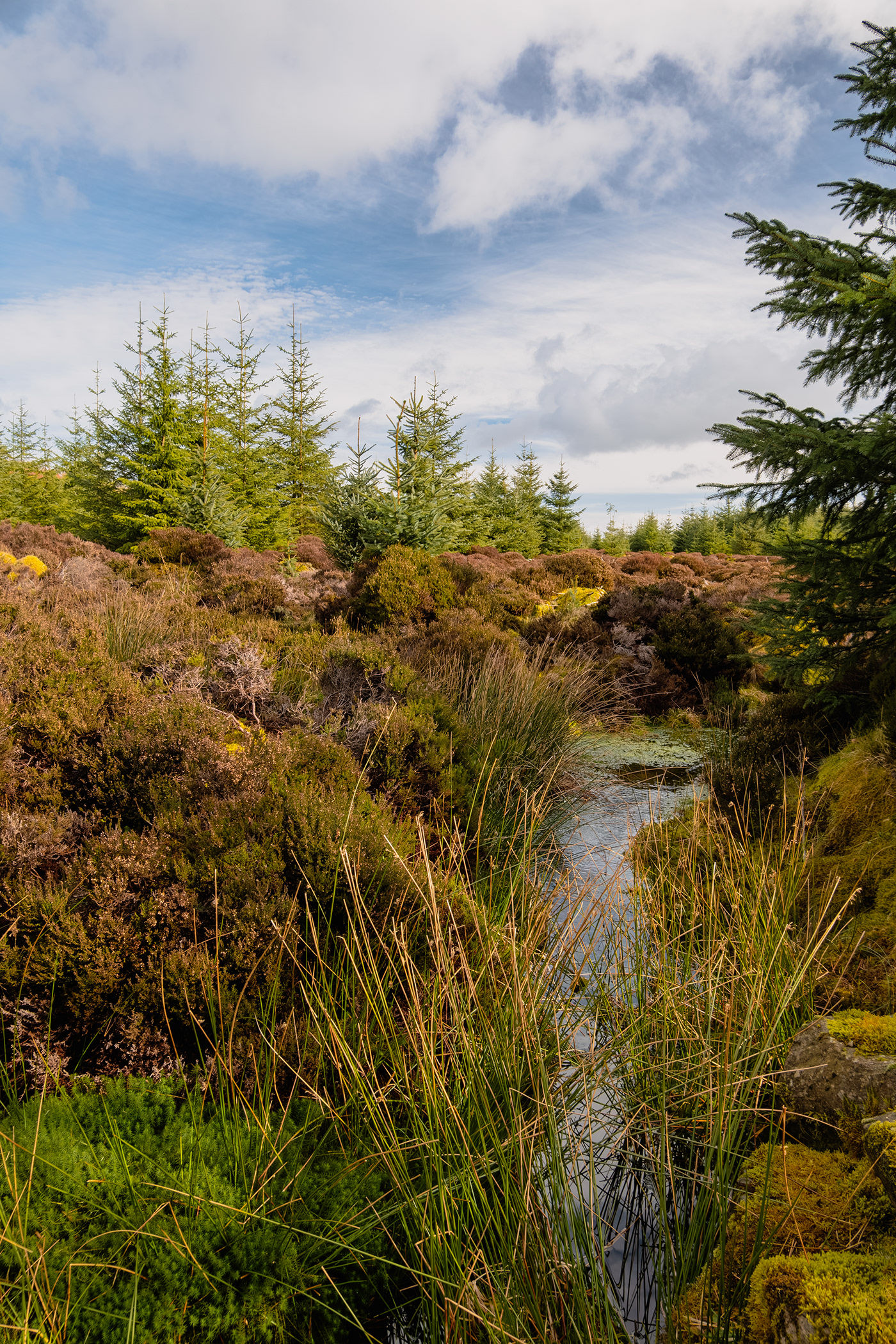 loch lomond mountain moor woodland Nature Photography  River Clyde