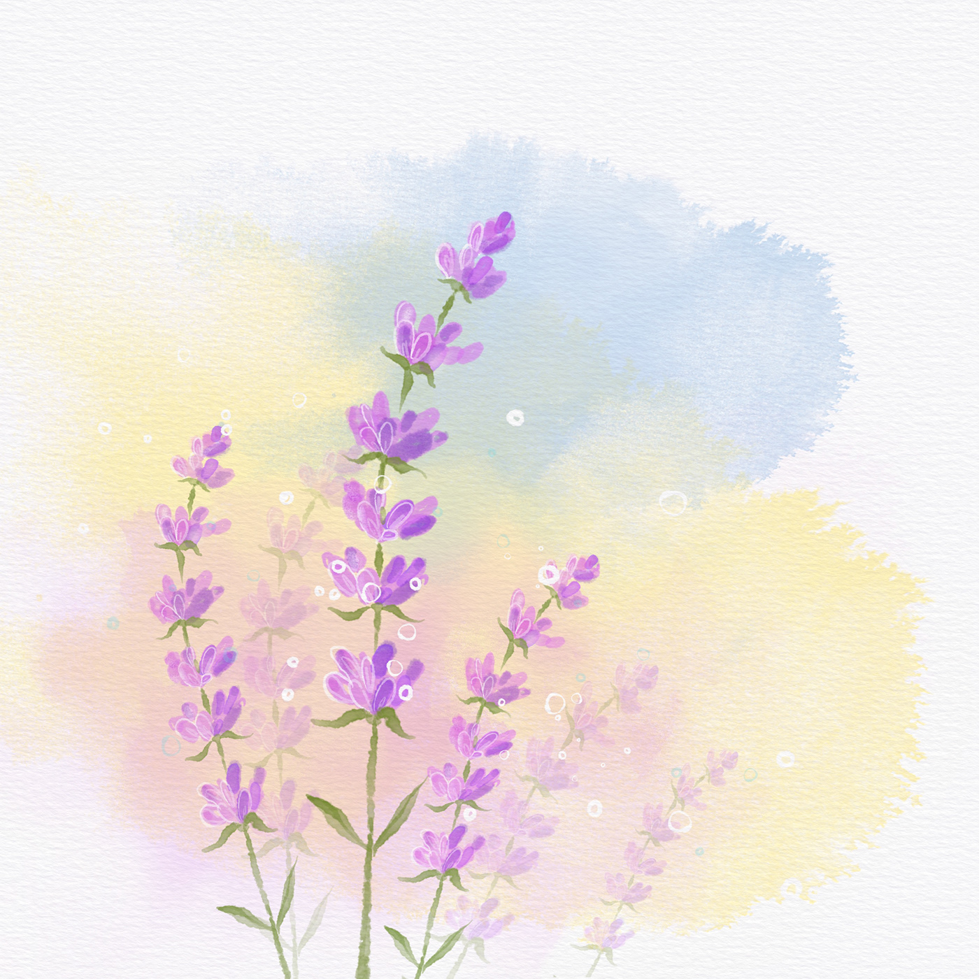 watercolour lavender print flower spring ILLUSTRATION  paper