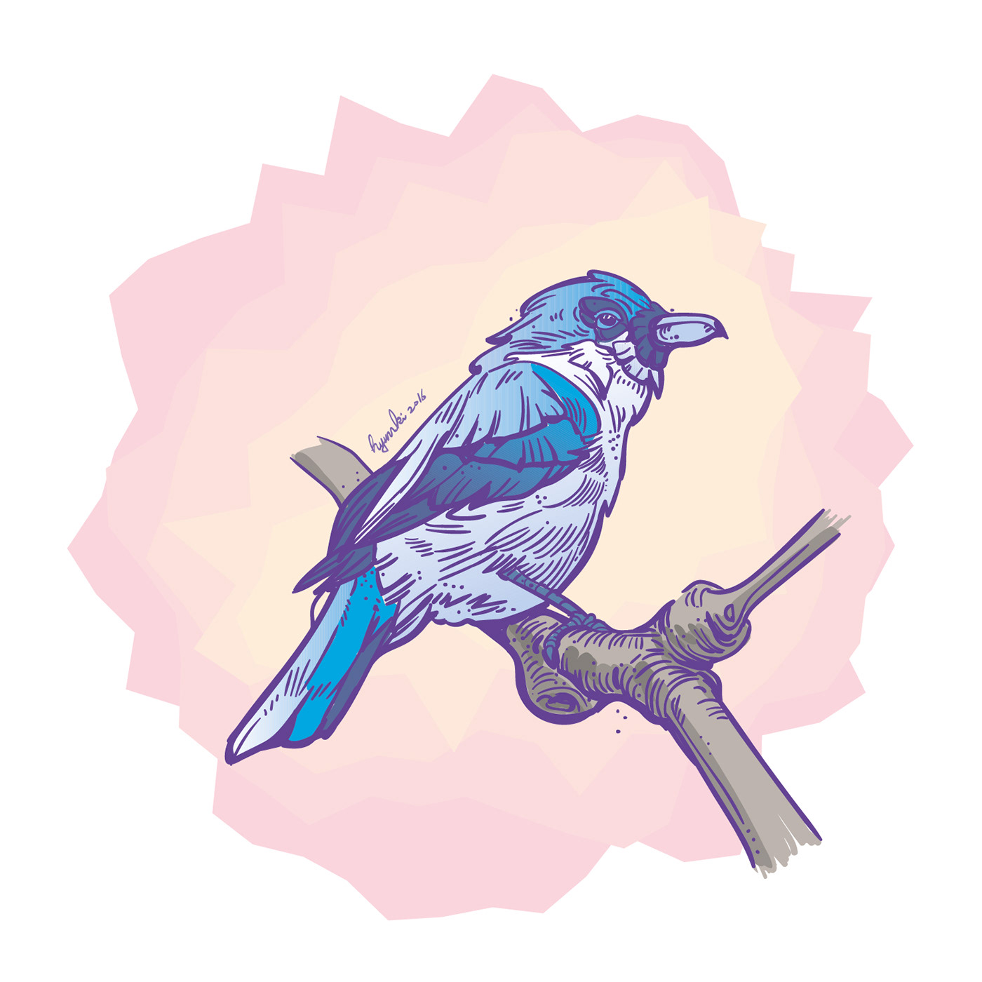 bird ILLUSTRATION  vector Illustrator Drawing 