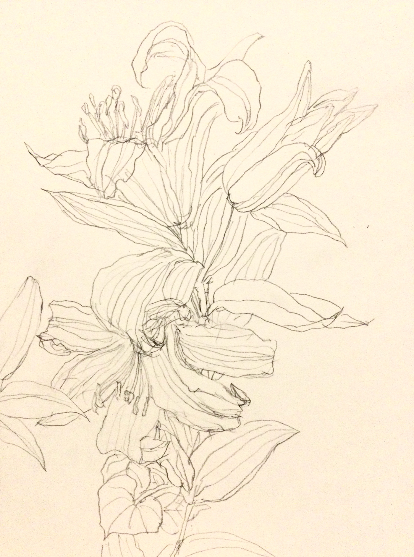 flower sketch lily Echinacea starburst bush