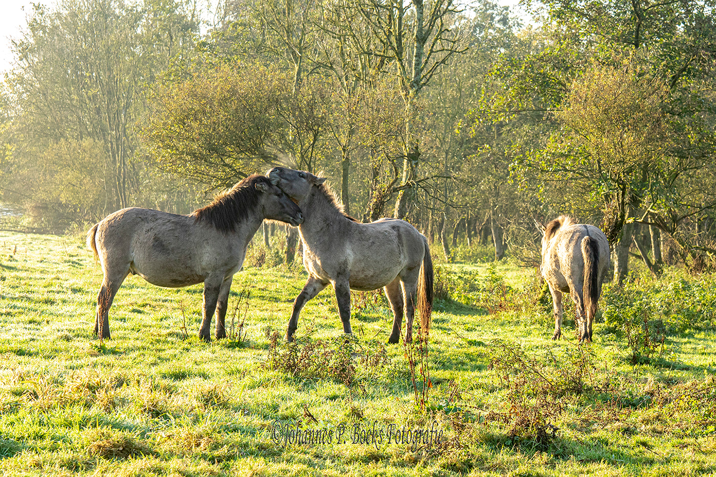 horses Landscape Nature Sunrise
