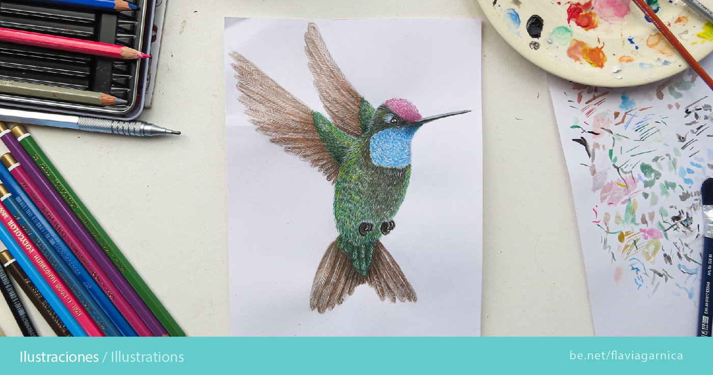 Mapa ilustrado de colibries por Flavia Ilustra / Flavia garnica para Mapoteca