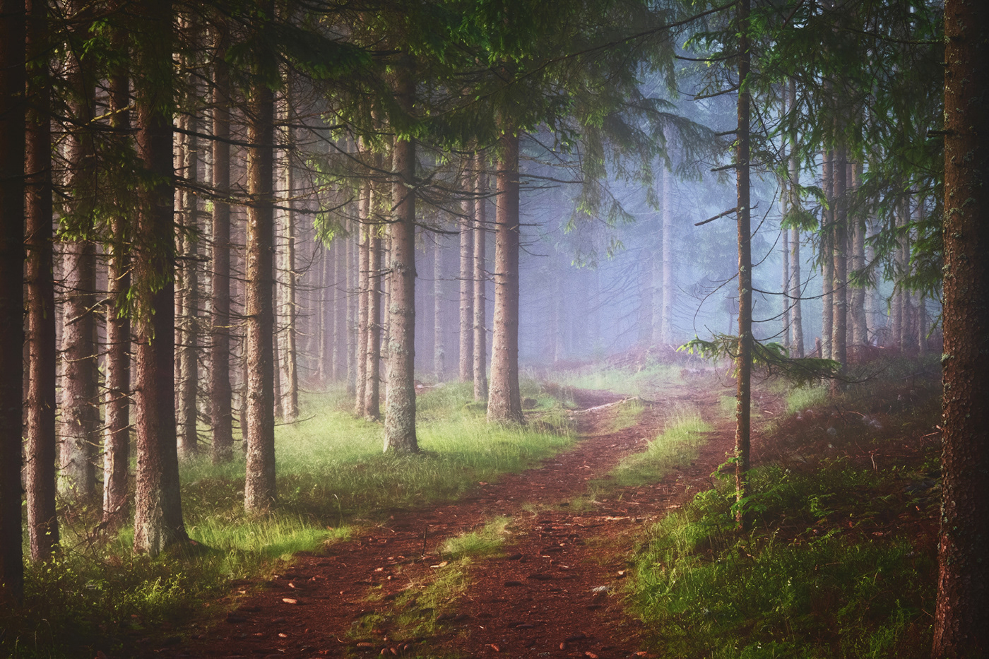 Bäume fog forest landscape photography Nature trees wald wood