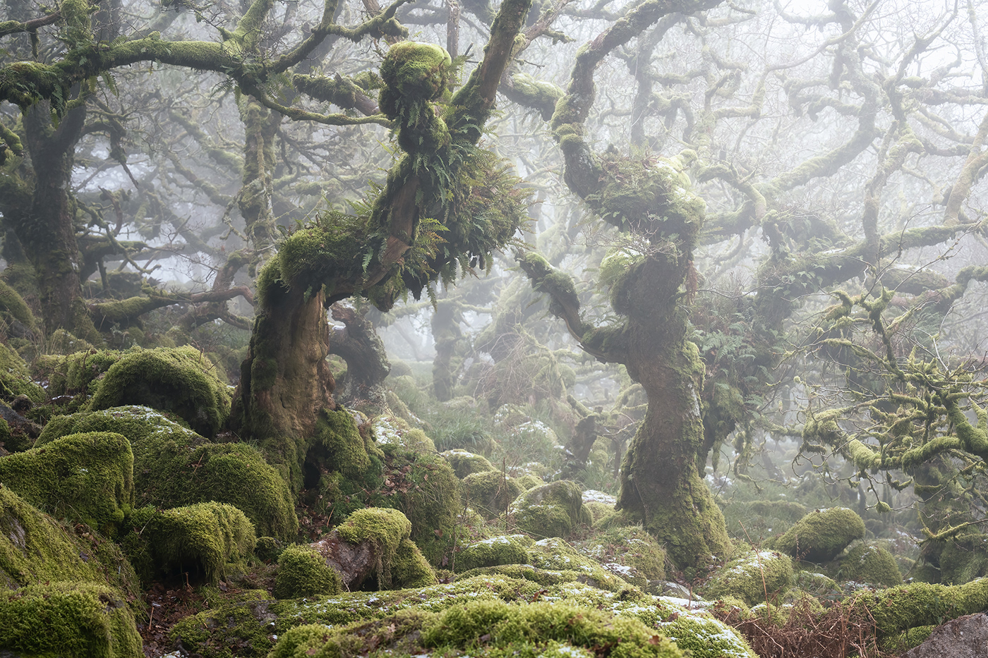 atmosphere burnell dark fine-art forest mist mystical wistmans wood woodland