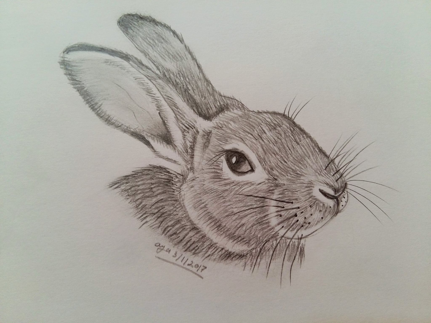 rabbit eyes pencil Shadows