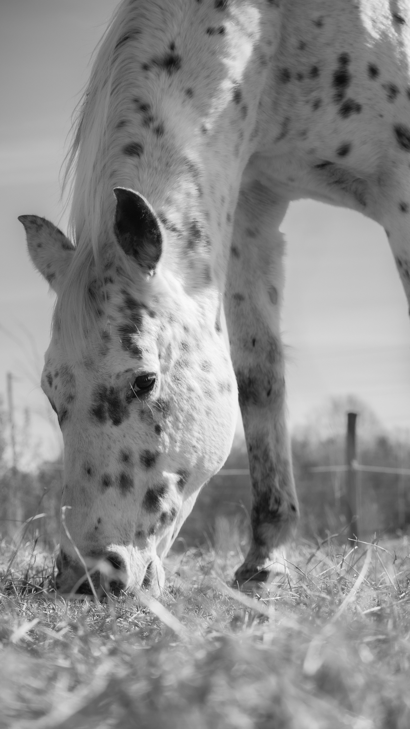 horse animal Nature Photography  portrait photoshoot lightroom photographer Canon