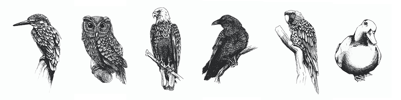 Bird detailed pencil drawings