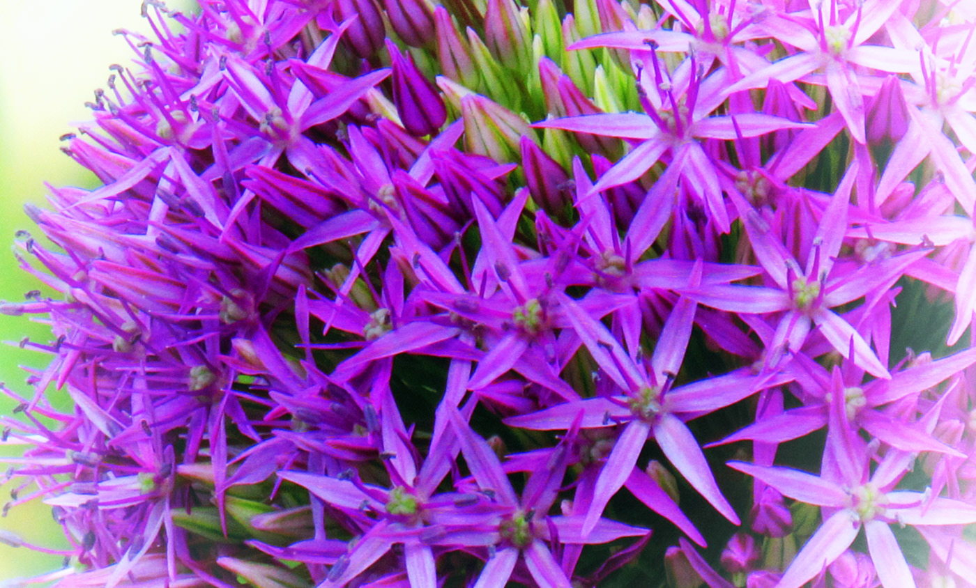 Flowers Nature Photography  purple