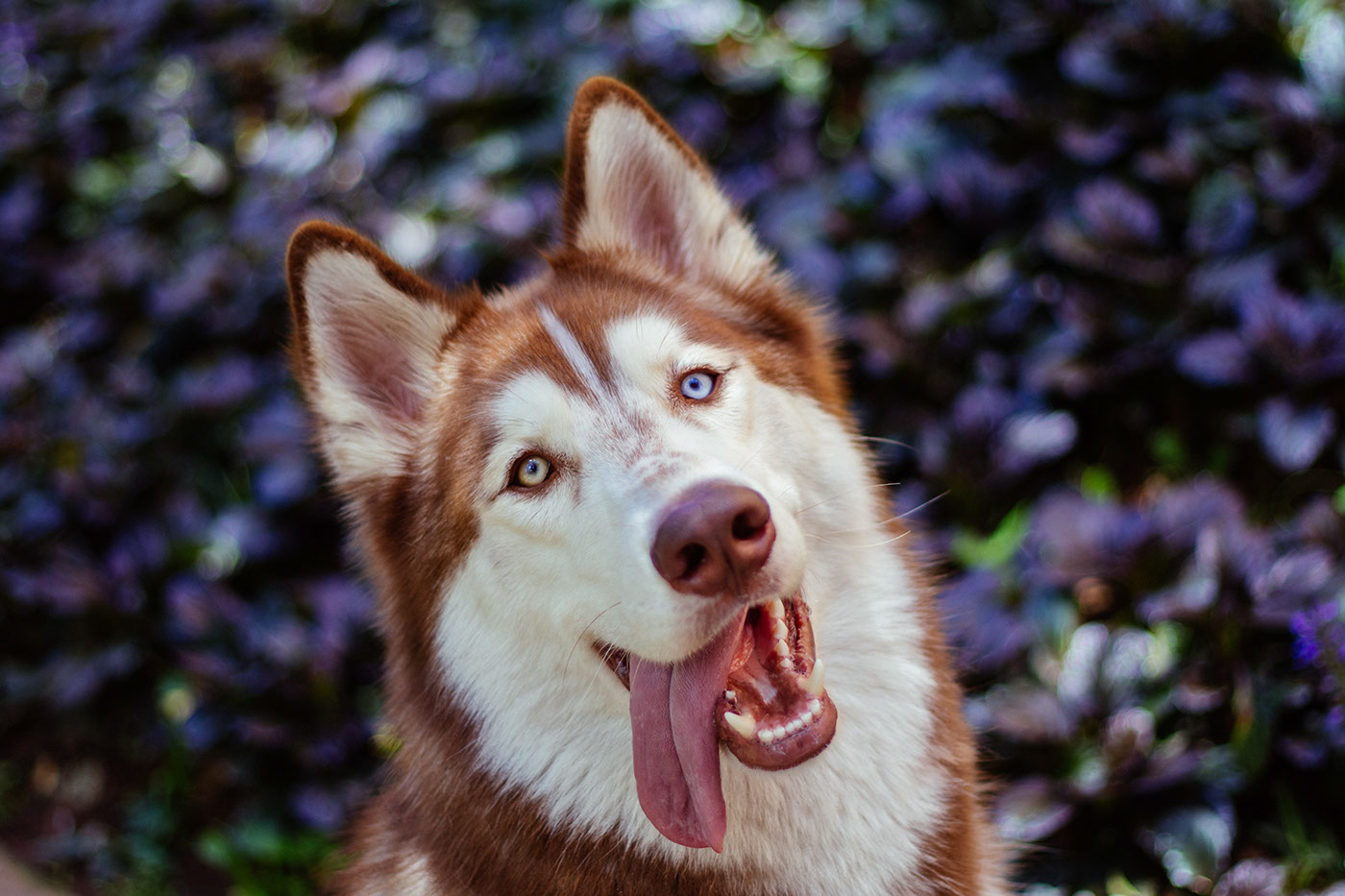dog dogd Pet animal Nature model Canon husky wolf photoshoot