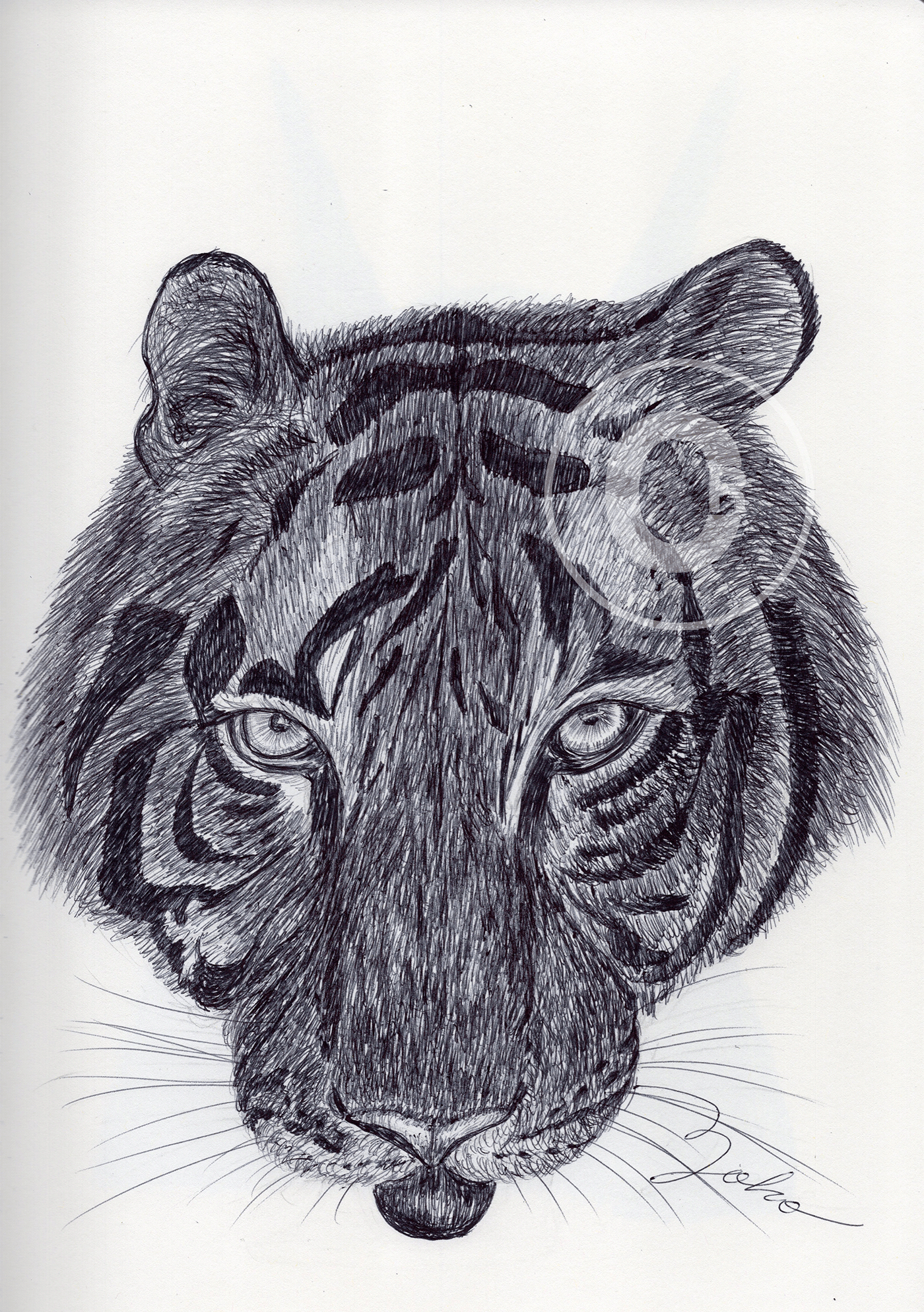 animal artist artwork ballpen ballpointpen Drawing  ILLUSTRATION  moleskine sketch tiger