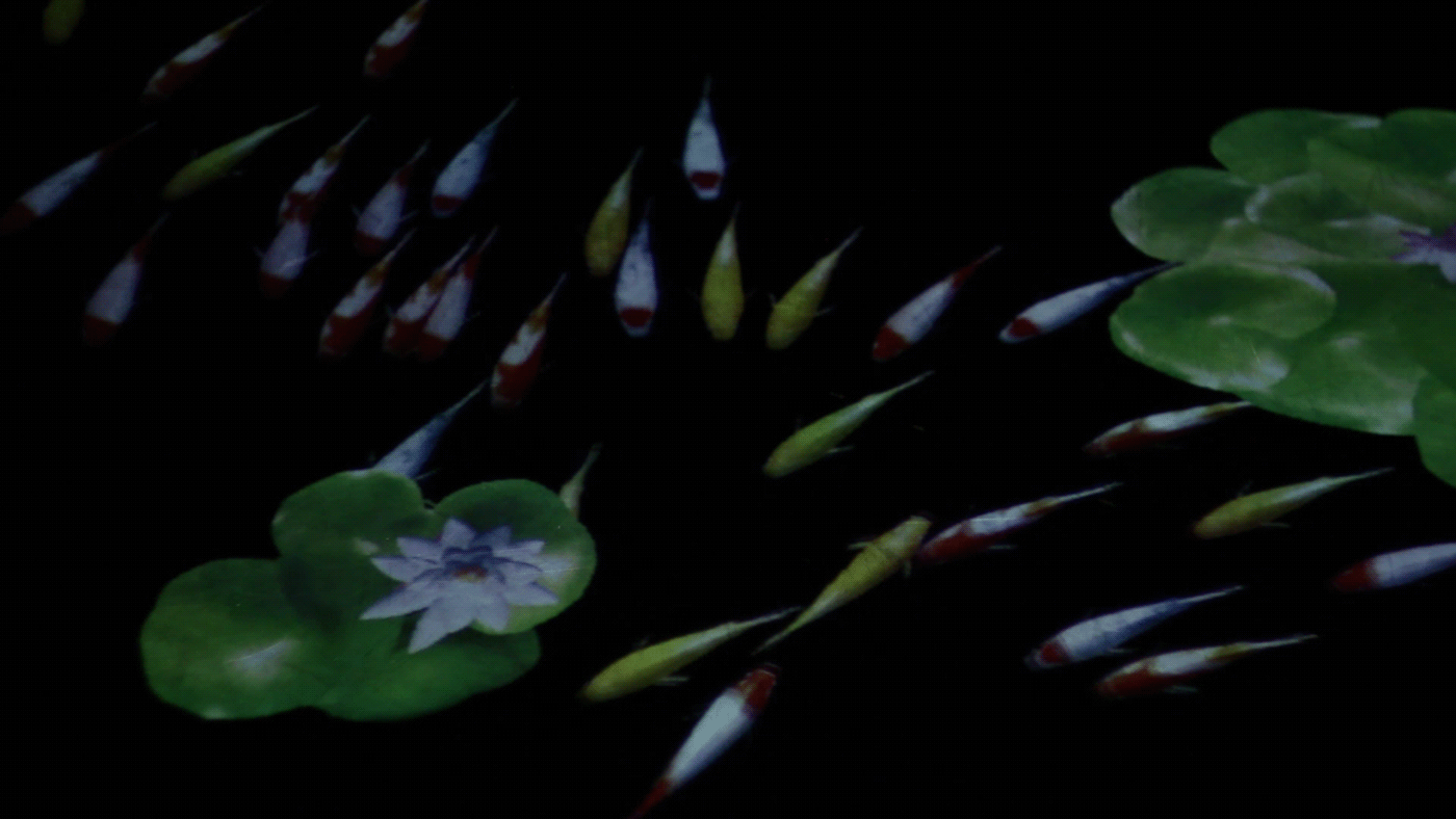 koi interactivity Digital Art  Mapping japanese garden waterlilies fishes numeric flocking