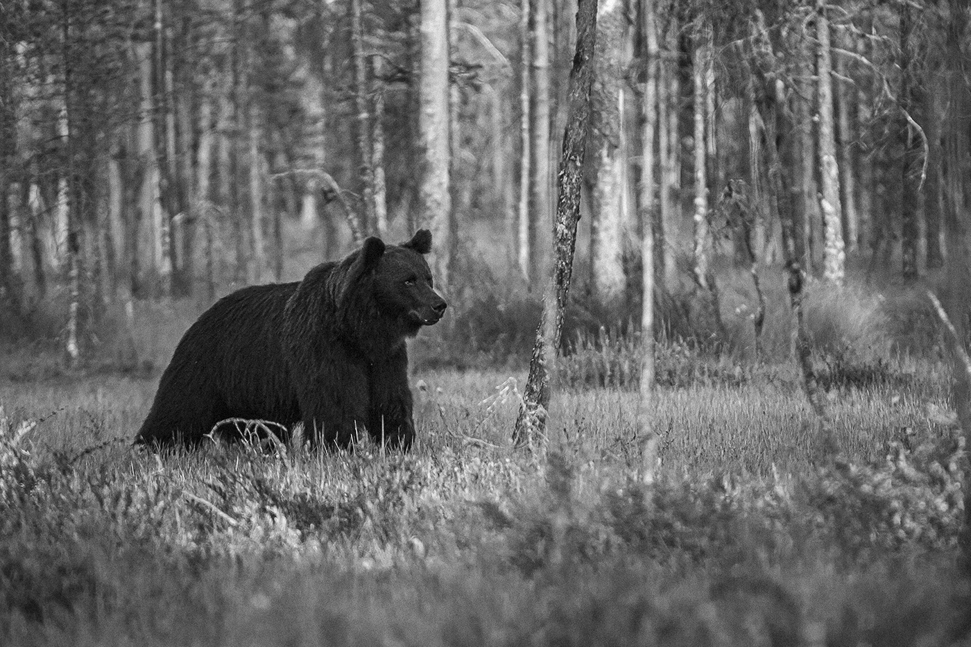 bear wolf wildlife finland art fine art Nature sunset Photography  Karhu susi luontokuva