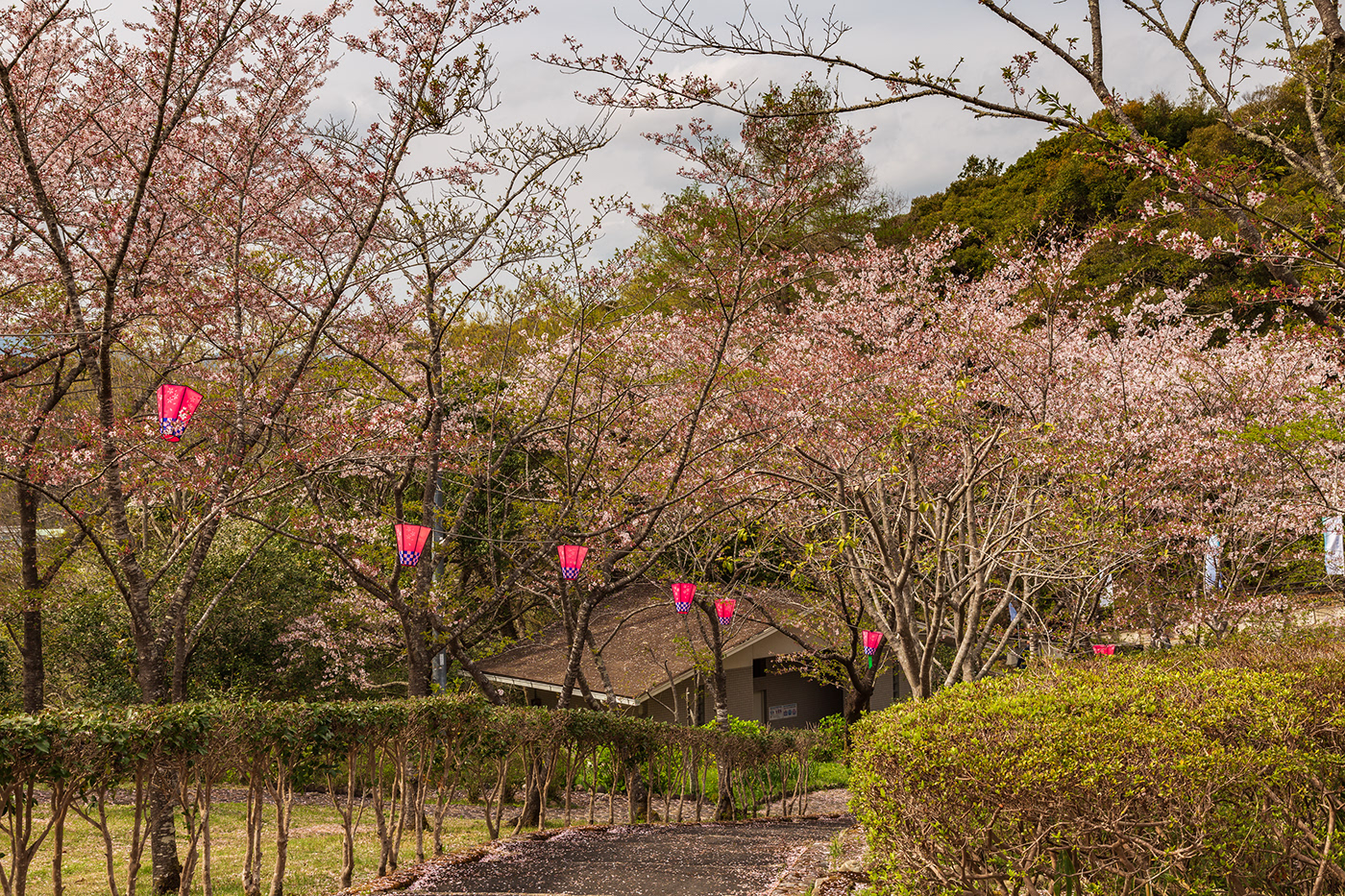 beauty Cherry Blossom Kochi Nature Outdoor Photography  pink sakura shikoku