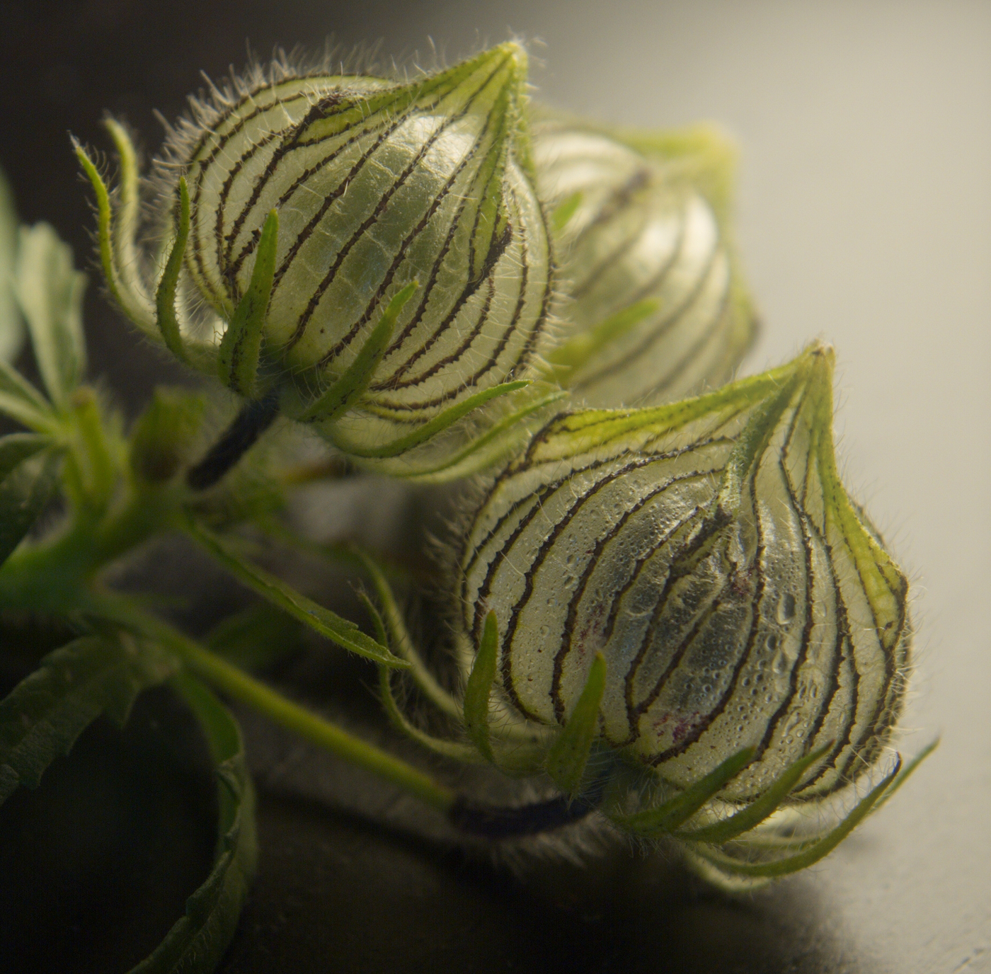greenhouse transparent flower Bud seed