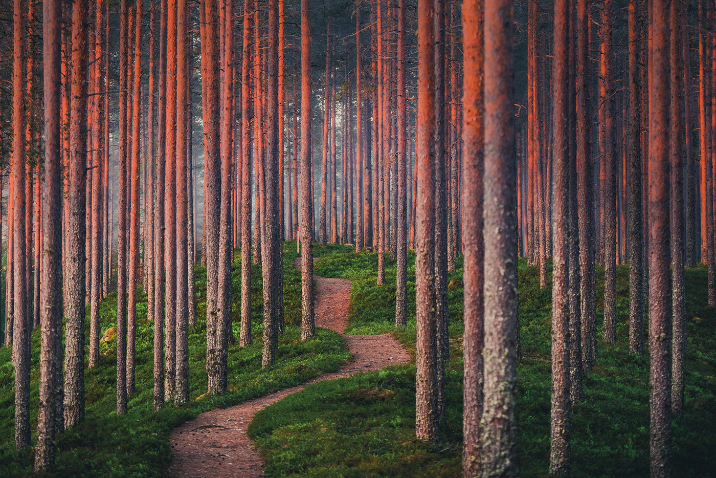 Pathway leading through a forest