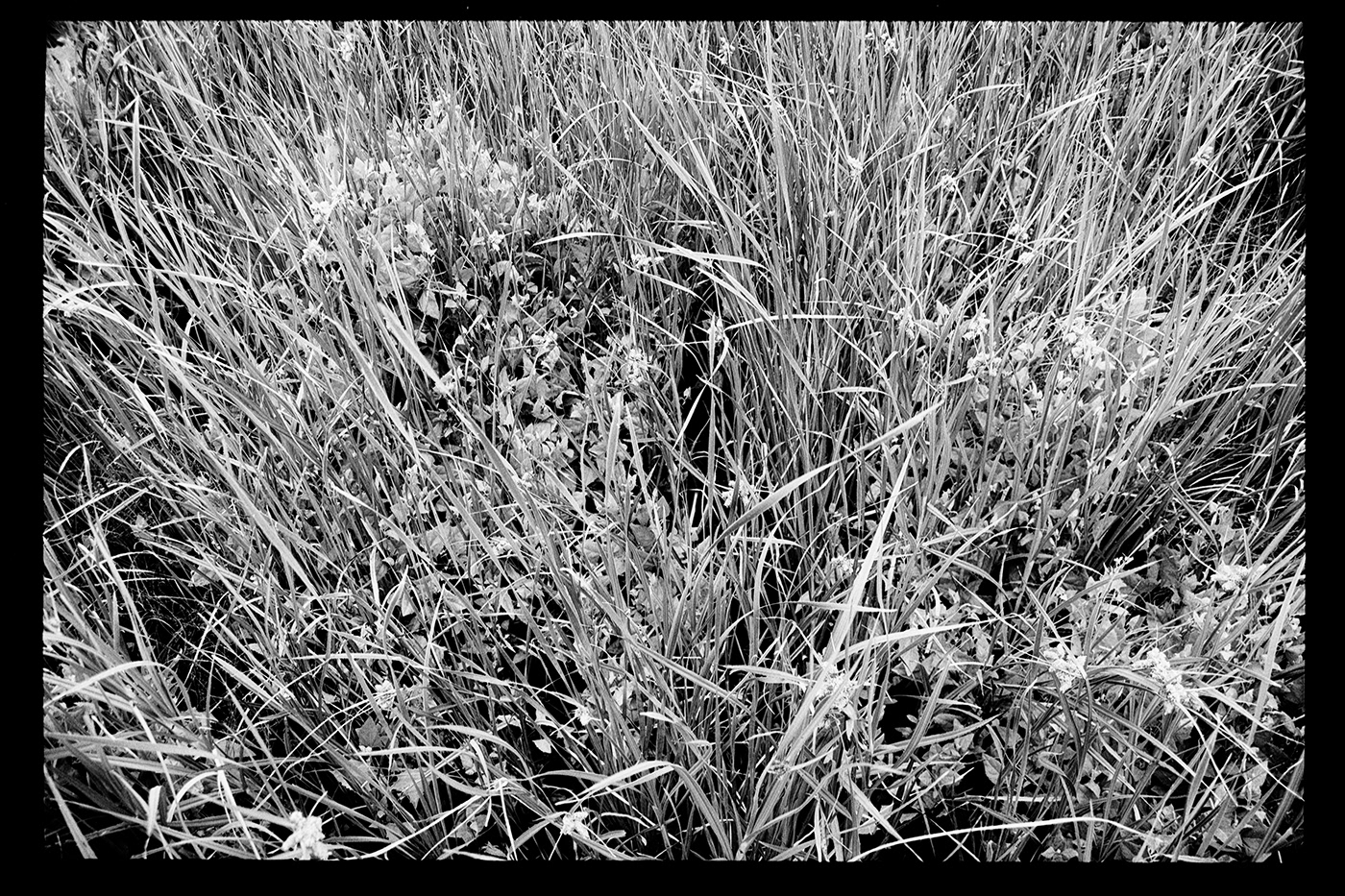 Outdoor Landscape bwphotography 35mm analog photography black and white