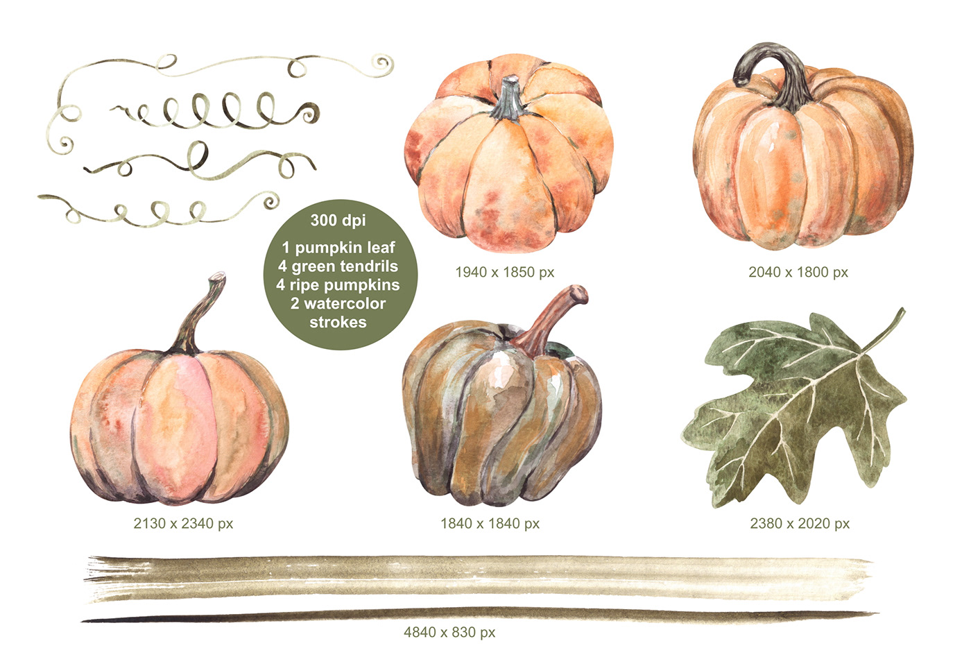 watercolor harvest hand drawn Collection pumpkin autumn clipart Drawing 