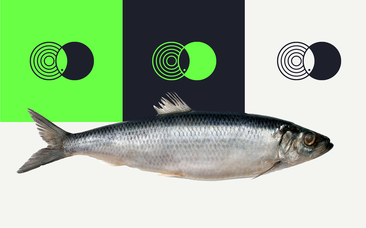 Brand Design design fishing identidade visual identity logo Logo Design Logotype sea visual identity