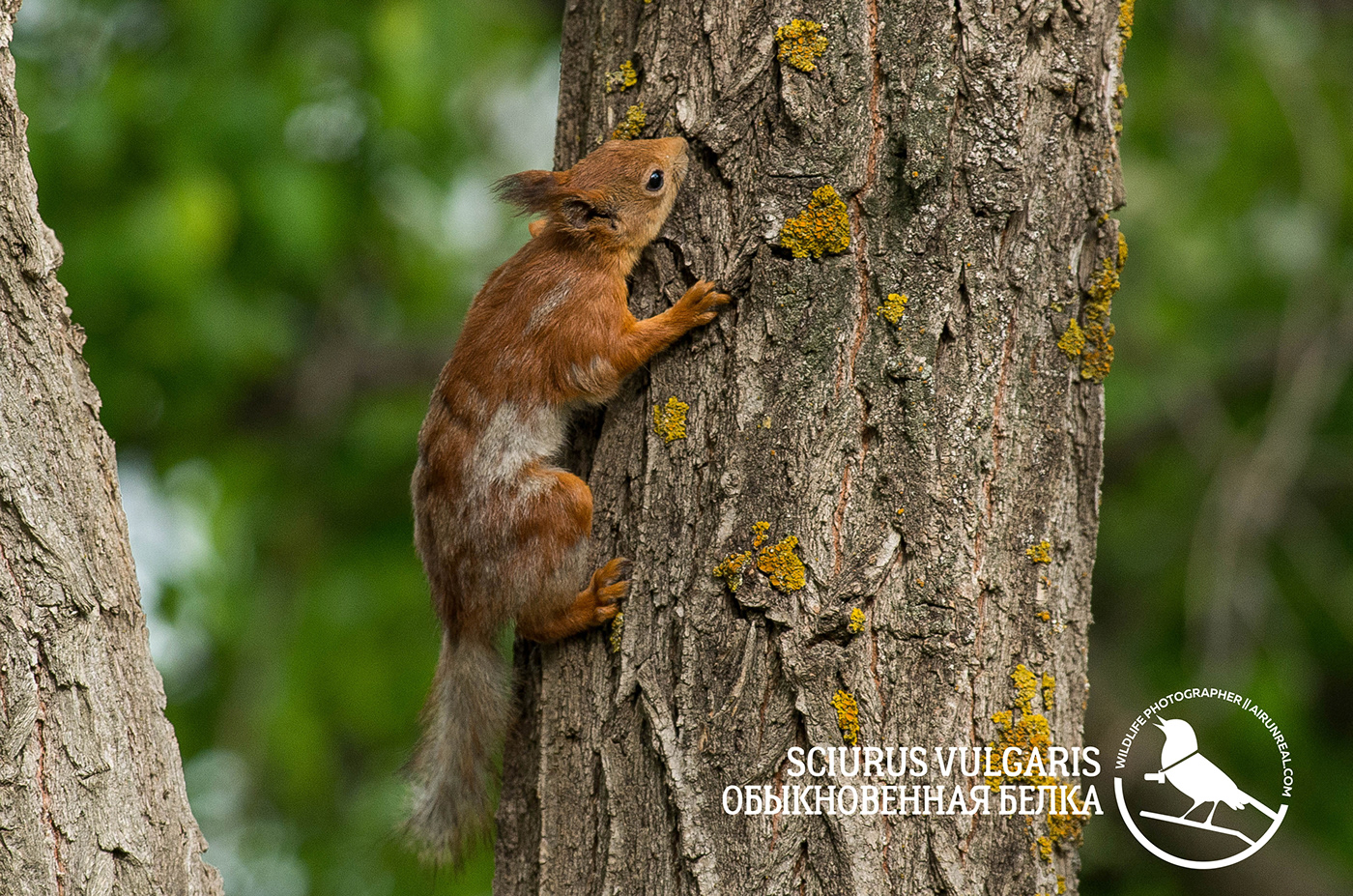 Sciurus vulgaris mammals volgograd Russia wildlife Red Squirrel squirrel