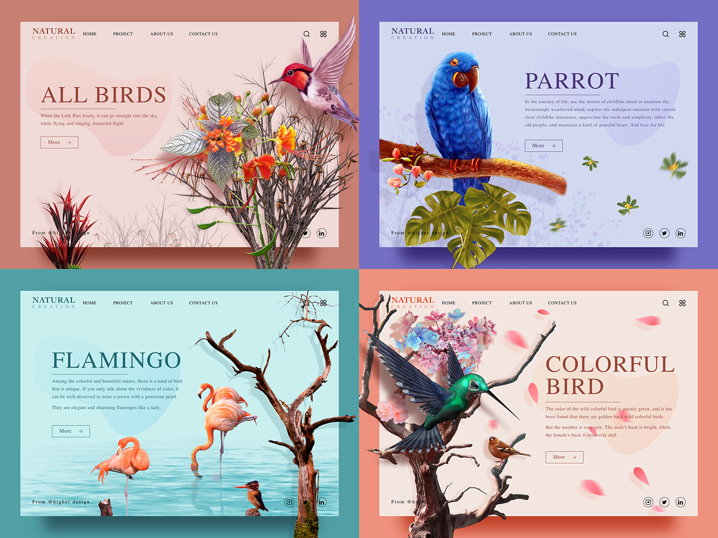 Web Design  user interface design bird natural