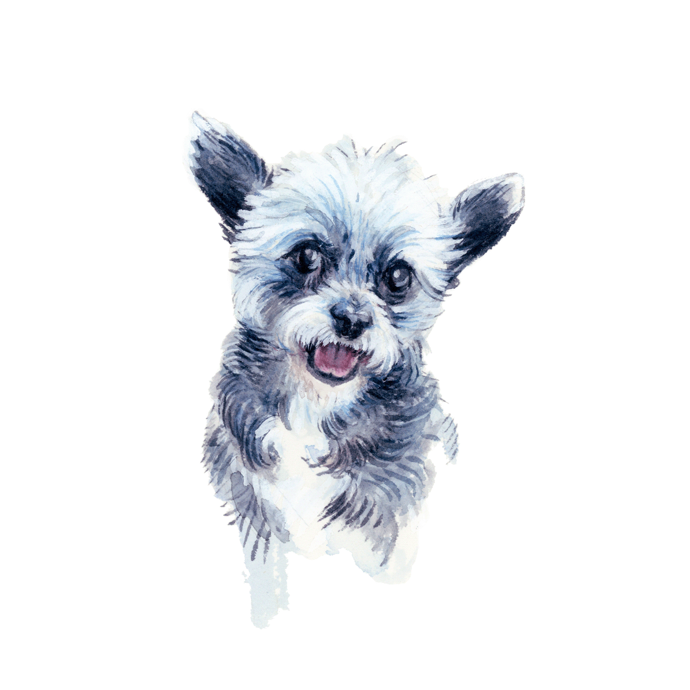 Pet dog petportrait watercolor painting   sketch Drawing 
