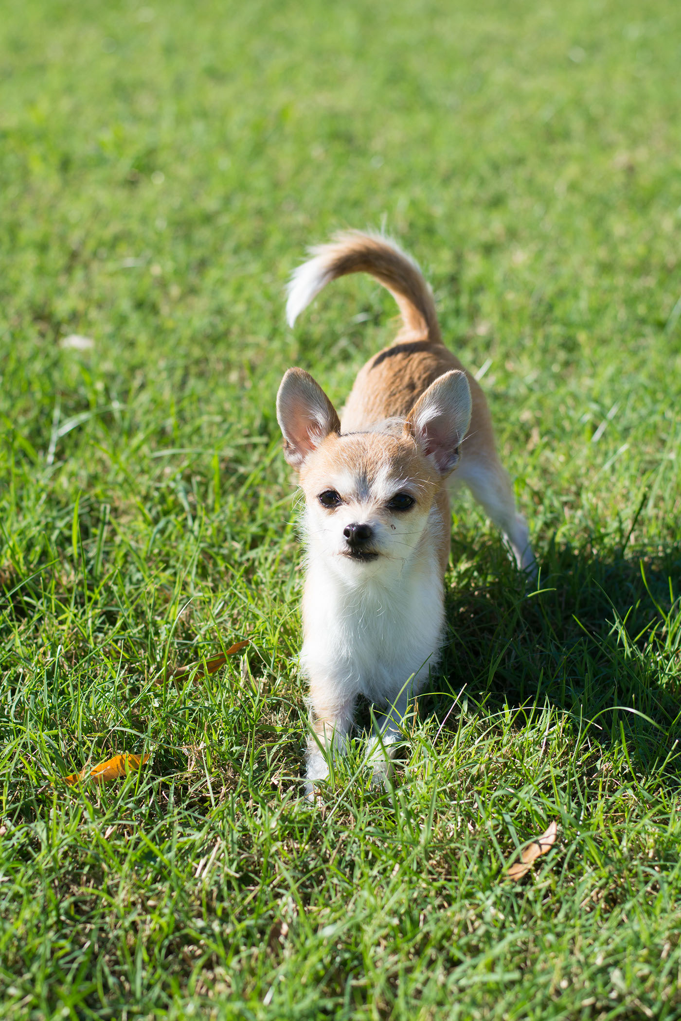 pups dogs chihuahua portraits Photography 