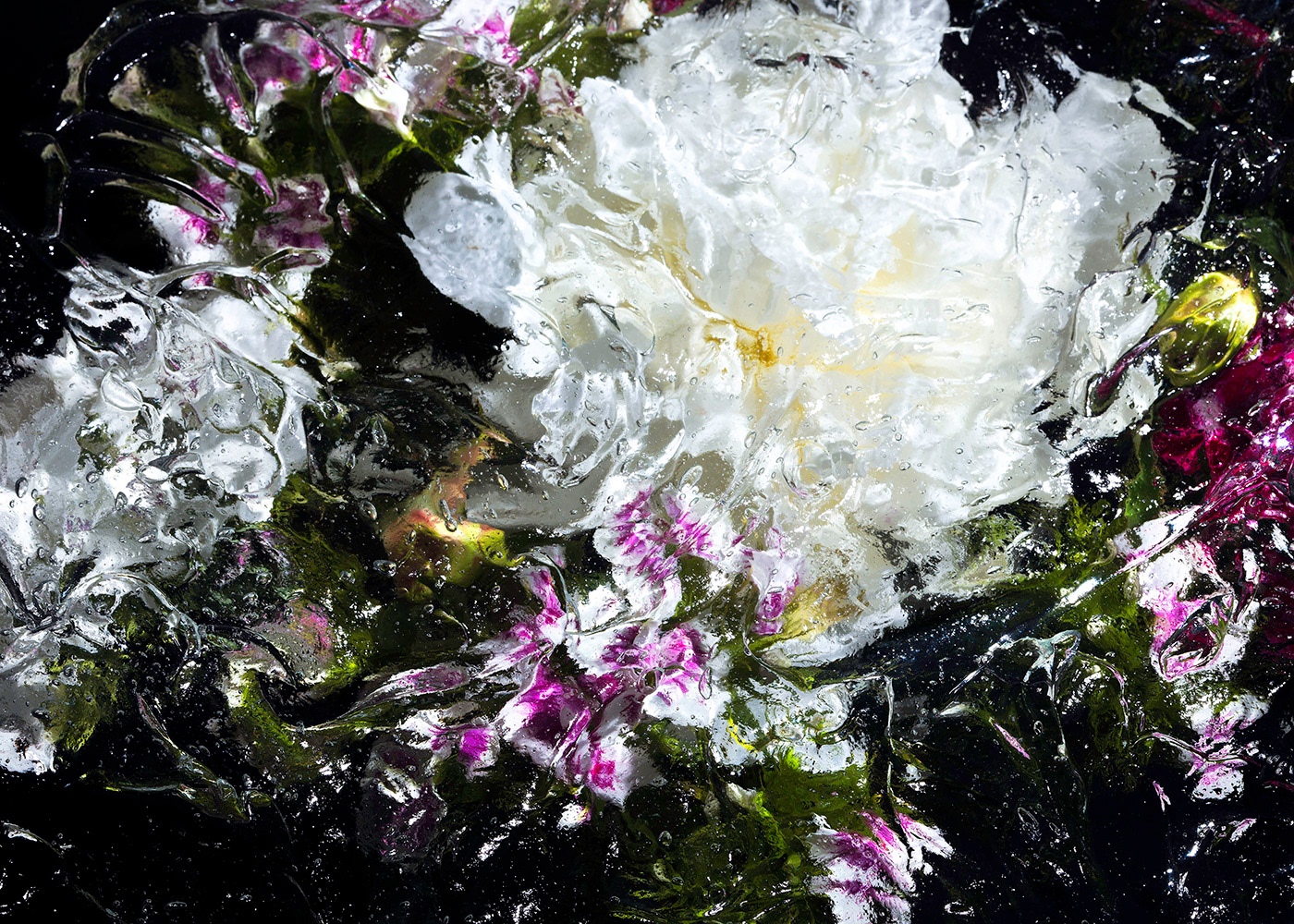 art Leica gallery memento Flori memento mori Flowers beauty