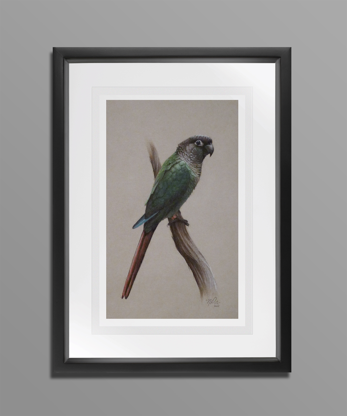 Conure  parrot pastel portrait photo-realistic feathers
