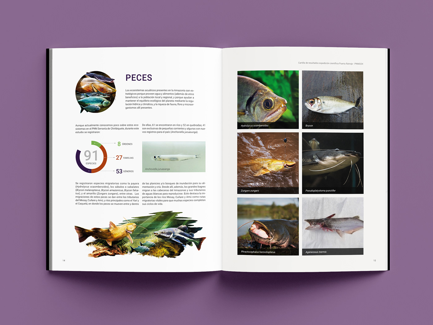 editorial design  ILLUSTRATION  birds colombia Chiribiquete mariposa aves infographic cobos peces