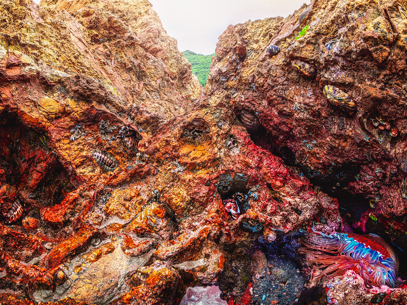 There were organisms left in the crevices of the rock surface.