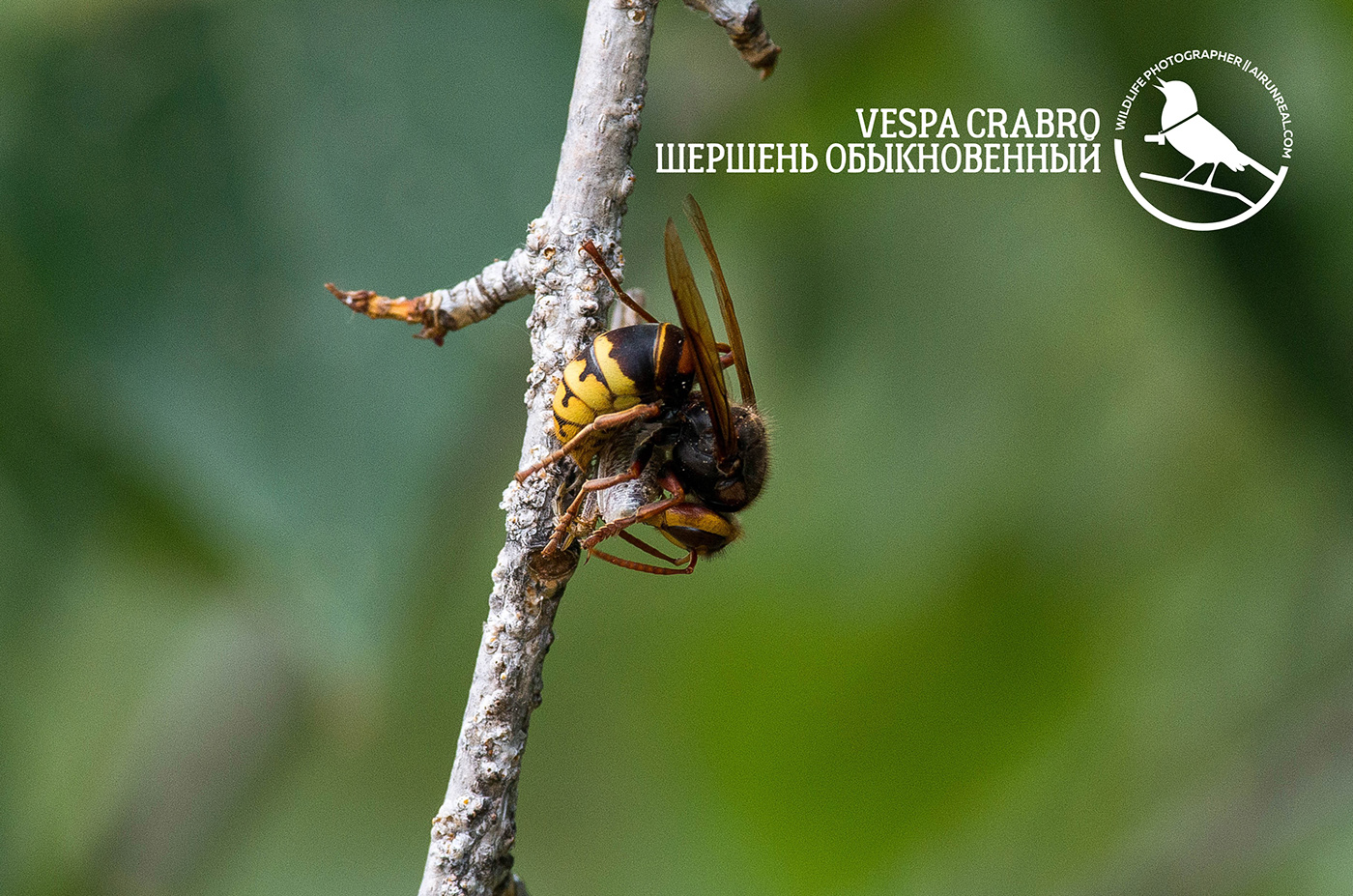 Vespa crabro insect Insects volgograd Russia wildlife macro macrp photo European hornet hornet