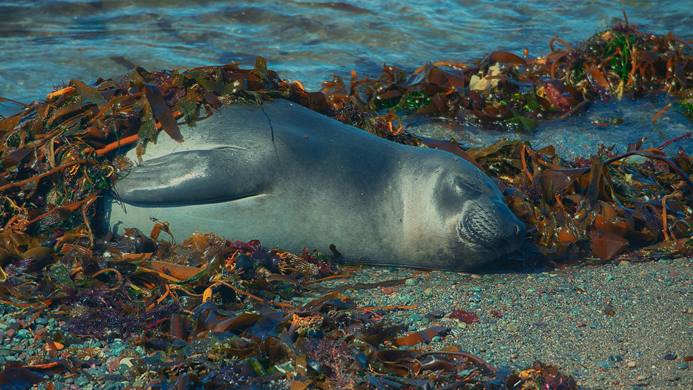 California coast hearst castle san simeon sea lion seals