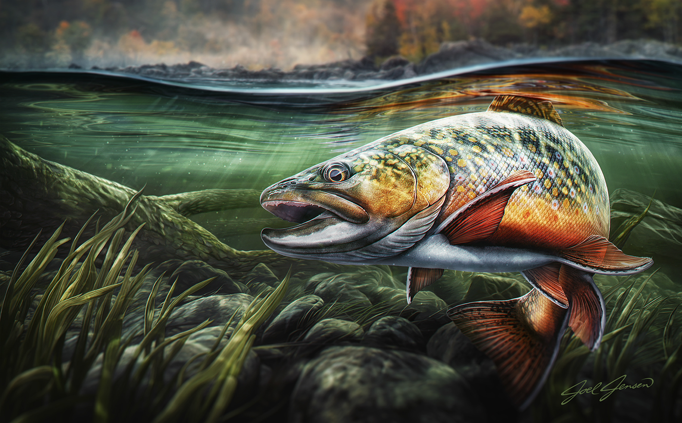 brook trout fish stream water freshwater ILLUSTRATION  Digital Art  trout