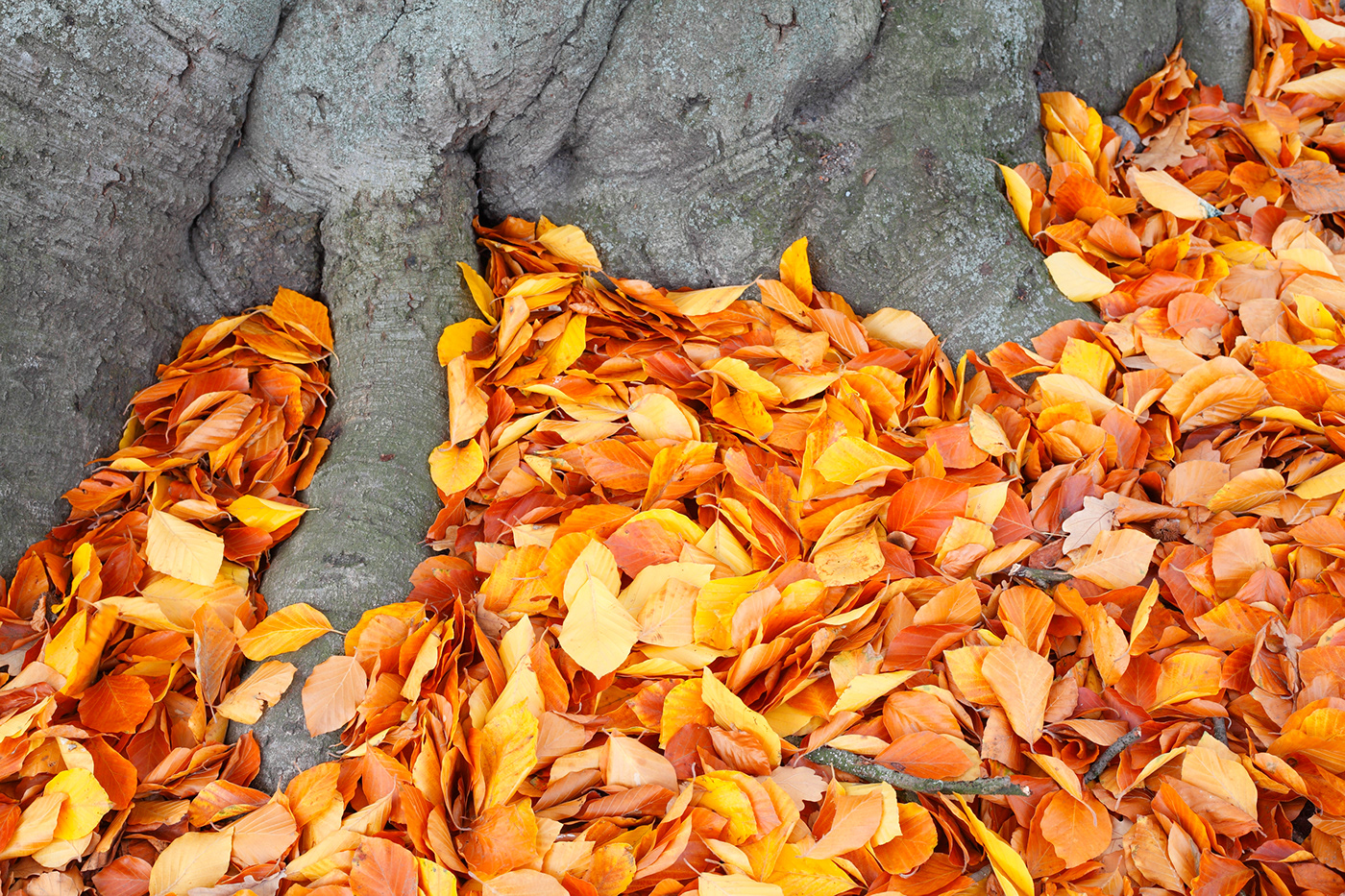 colorful autumn leaves autumn leaves herbst Herbstlaub Fall Bunt maple leave