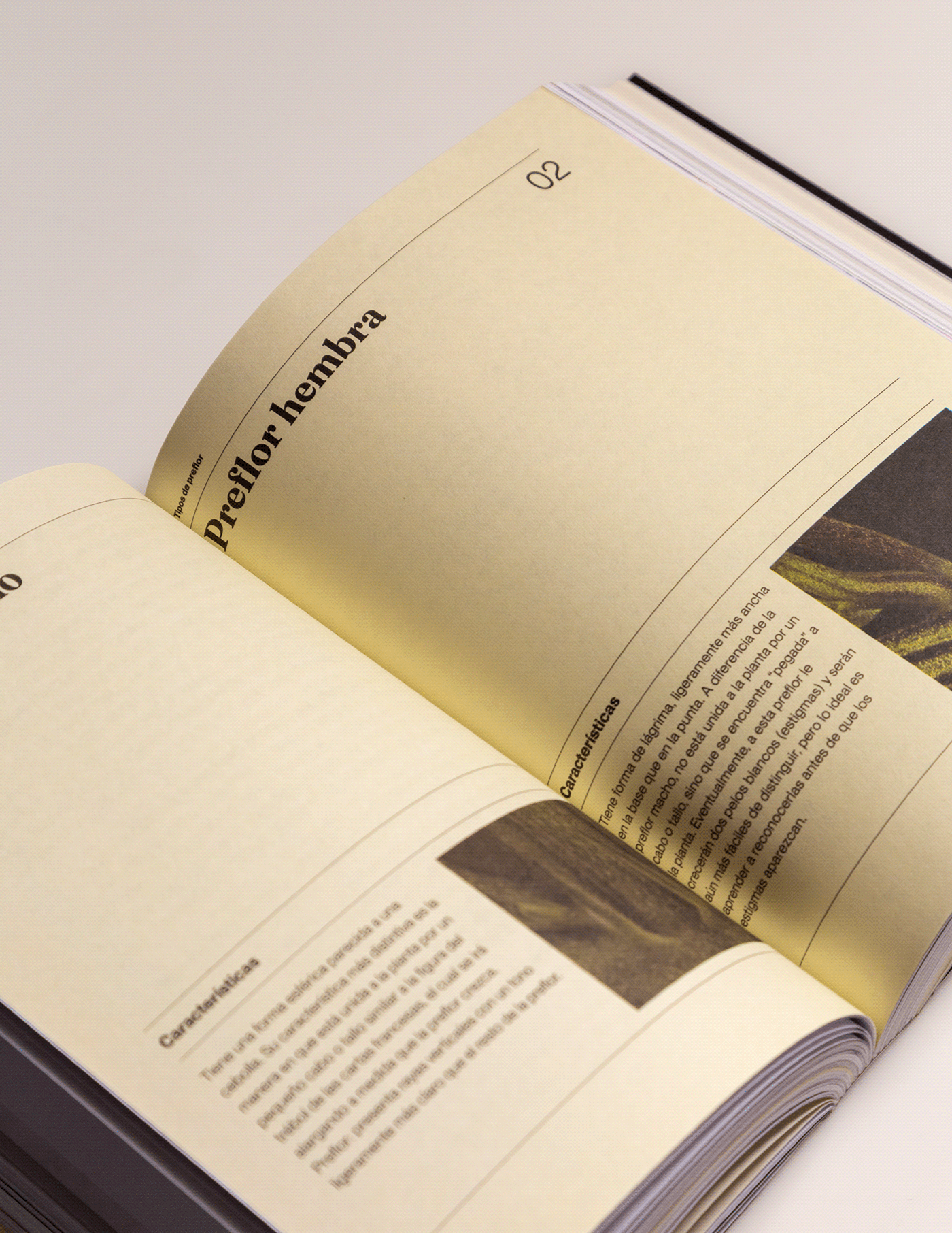 book book cover book design Bookdesign books branding  cannabis cannabis branding foil hemp
