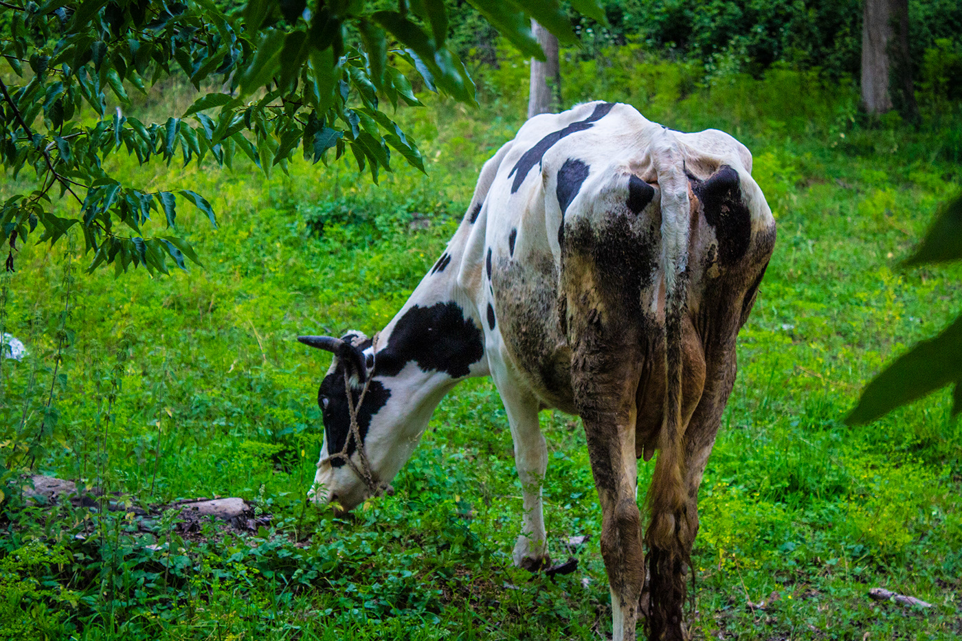 cow cow photo Animal Photo