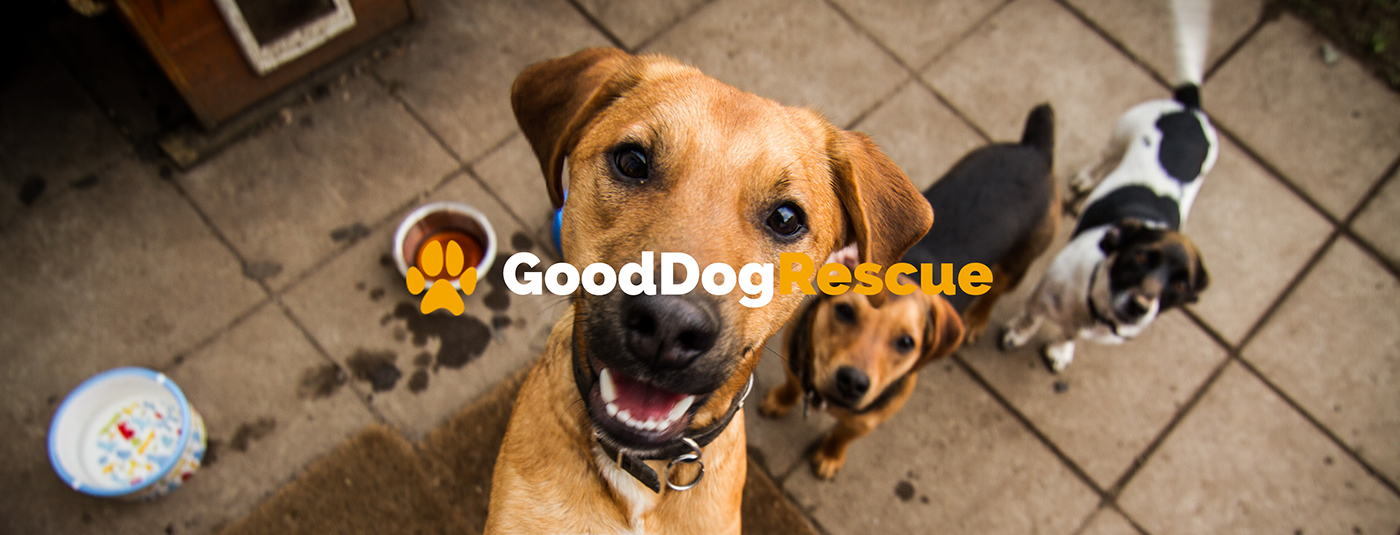 dogs Website landing page rescue Dog rescue