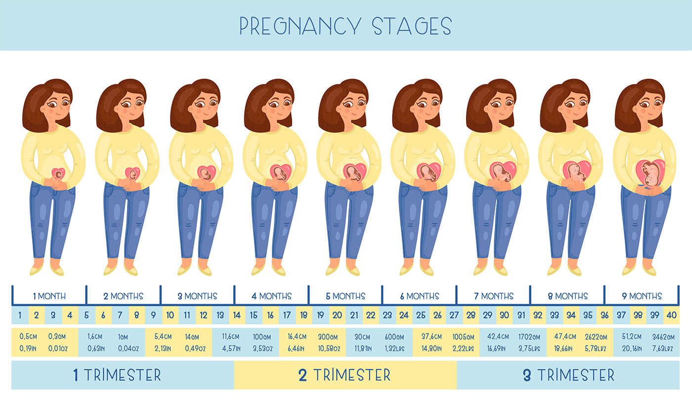 Pregnancy stages on Behance