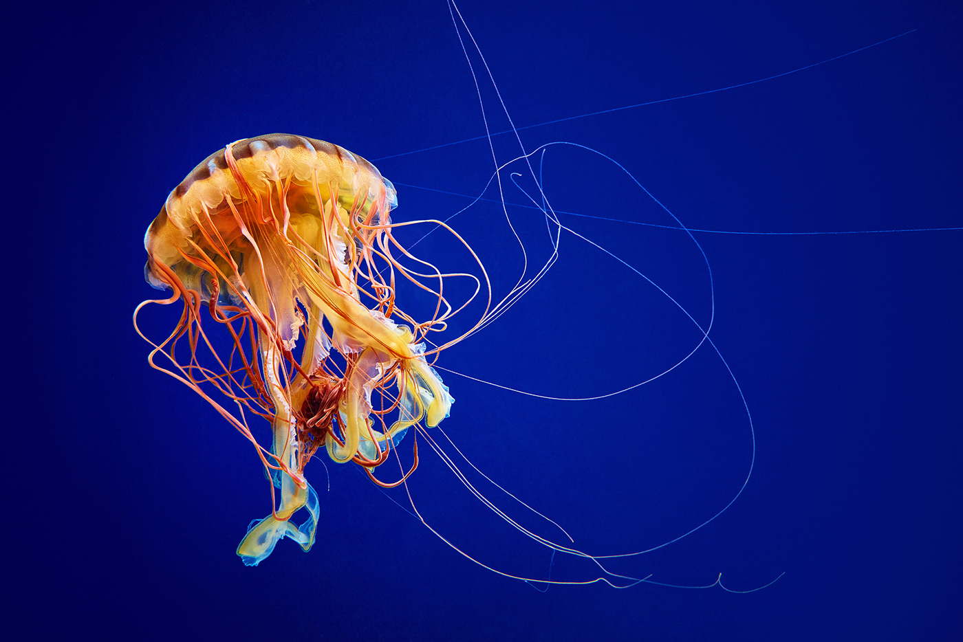LocationPhotography mysticaquarium jellyfish aquarium Advertising 