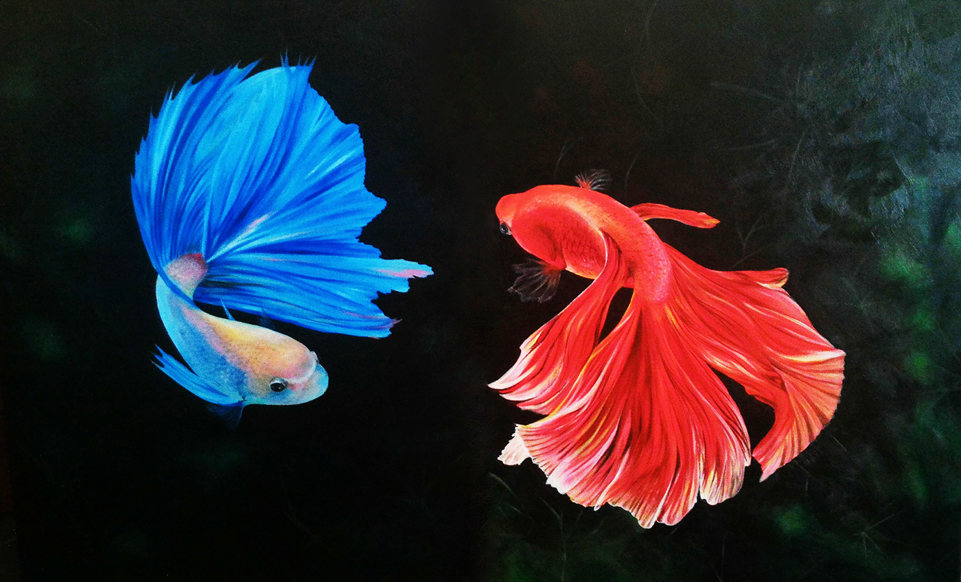 Cold and Warm fighting fish