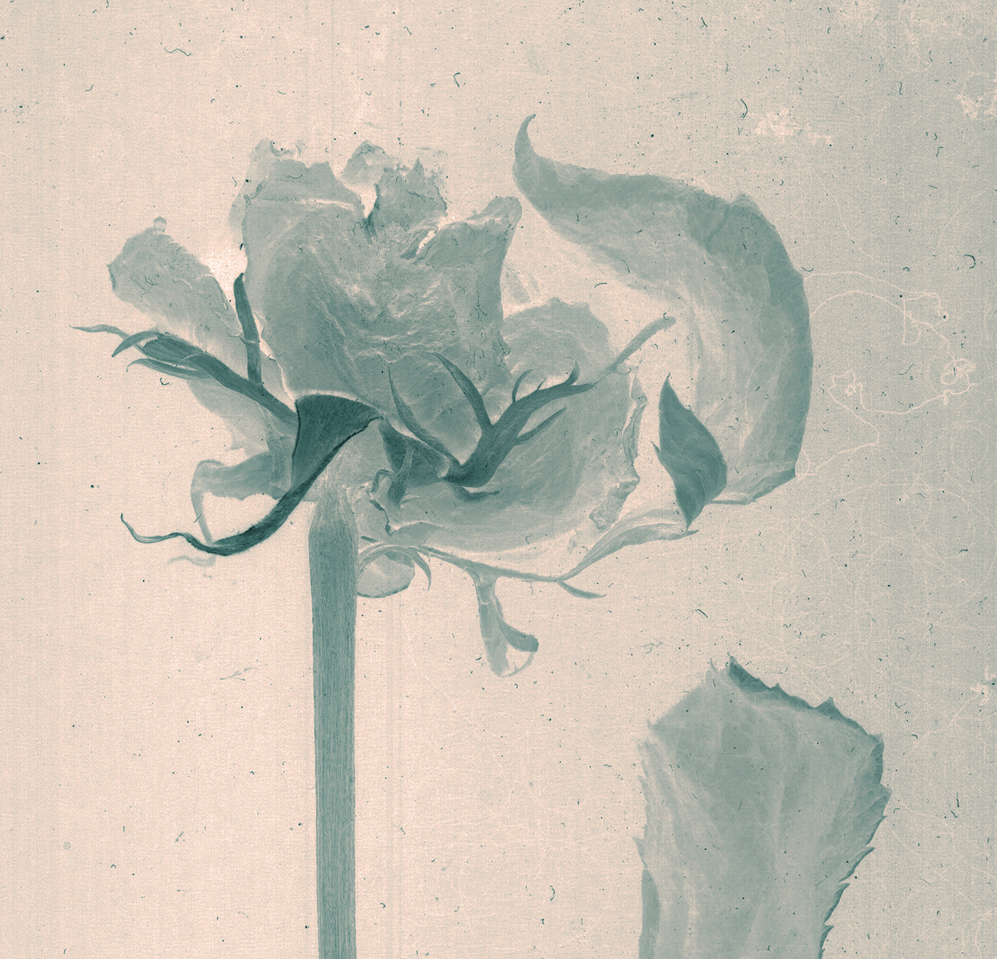 vintage botany botanical flower x-ray herbs Victorian rose beauty daguerreotype