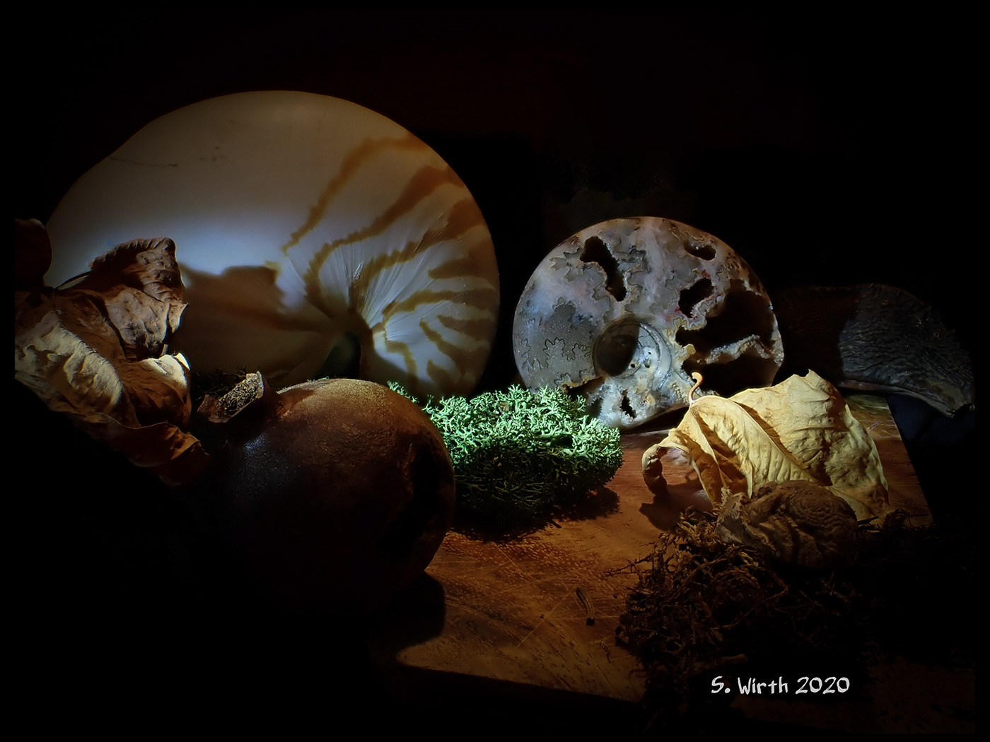 ammonite art berlin composition December 2020 nautilus Stefan F. Wirth stilllife