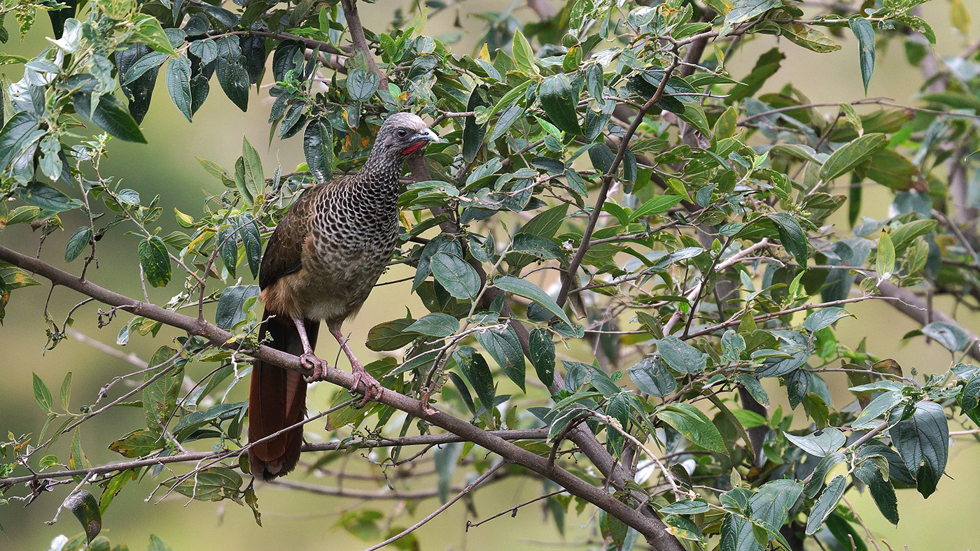 PAVA animal documental fauna naturaleza birds aves aves de colombia guacharaca video documentary