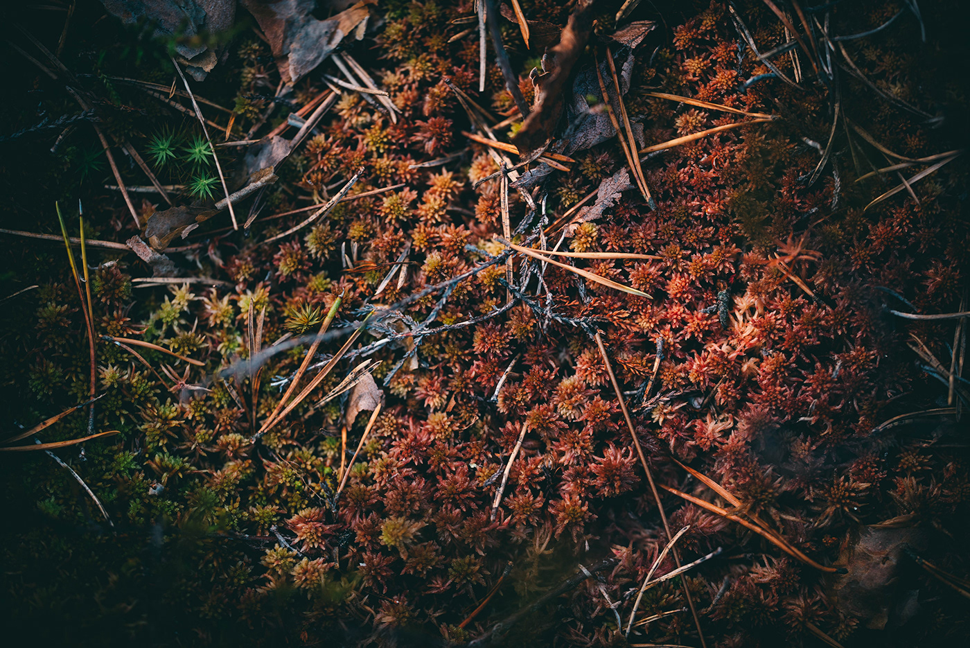 forest moss lichen macro Presetr finland summer wild rosemary