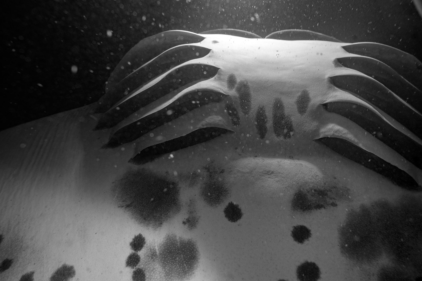Manta Ray Dive underwater HAWAII Nature night Ocean Marine Animal